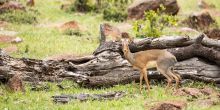 Mara Nyika 
