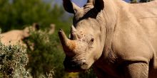 Gondwana Lodge, Sanbona Wildlife Reserve, South Africa