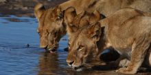 Savute Safari Lodge  - Lions