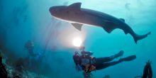 Kelp Forest Shark Dive