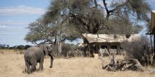 Somalisa Expeditions Camp