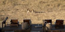 Somalisa Expeditions Camp