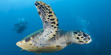 Sea Turtle Egg-Laying Experience