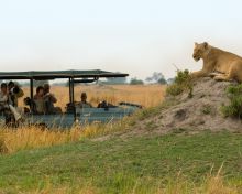 Game drive at Selinda Camp, Linyati Wetlands, Botswana (Dana Allen)