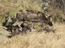 Rare sighting of a wild dog and her pups on Selinda Canoe Trail, Linyati Wetlands, Botswana