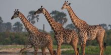 Rufiji River Camp, Selous National Park, Tanzania