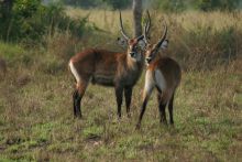 Semliki Safari Lodge, Semliki Valley Wildlife Reserve, Uganda