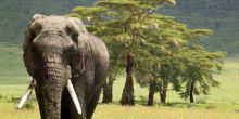 Lobo Wildlife Lodge