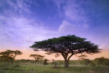 Serengeti Under Canvas, Serengeti National Park, Tanzania Â© AndBeyond