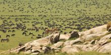 Olaado Camp, Serengeti National Park, Tanzania