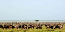 Great wildebeest migration