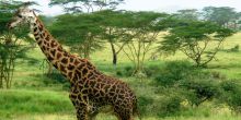 Serengeti Sopa Lodge, Serengeti National Park, Tanzania
