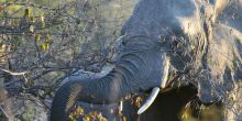 Serondella Game Lodge Ele