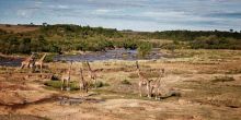 Set on the Mara River is Serian Nkorombo Camp