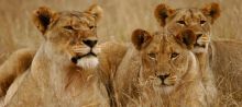 Shamwari Bayethe Tented Lodge, Shamwari Game Lodge, South Africa