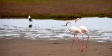 Flamingoes