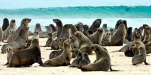 Seals