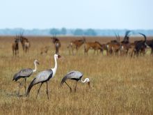 Shumba Camp, Kafue National Park, Zambia  Â© Dana Allen