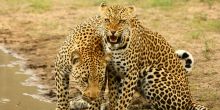 A pair of leopards spotted in the reserve at Shumbalala Game Lodge, Thornybush Game Reserve, South Africa
