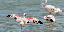 Walvis Bay Marine Extravanganza, Swakopmund, Namibia