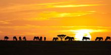 Serengeti Simba Lodge, Serengeti National Park, Tanzania
