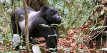Bwindi Gorilla Habituation