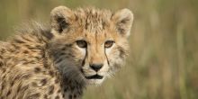 Singita Mara River Tented Camp