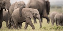 Singita Mara River Tented Camp