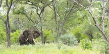Singita Pamushana, Malilangwe Private Game Reserve, Zimbabwe