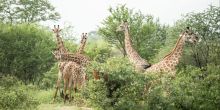 Singita Pamushana, Malilangwe Private Game Reserve, Zimbabwe