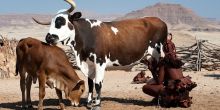 Himba Village Excursion - Half Day 