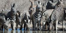 Safarihoek Lodge wildlife