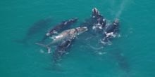 Hermanus Whale Watching Expedition