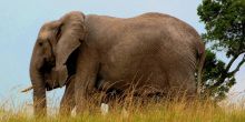Serengeti Pioneer Camp