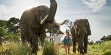 Elephant walk