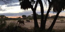 Saruni Rhino Camp