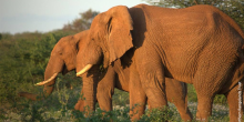 Saruni Rhino Camp