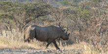 Saruni Rhino Camp