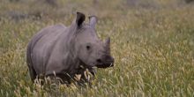 Saruni Rhino Camp