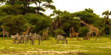 Tarangire National Park Safari