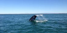 Walvis Bay Marine Extravanganza, Swakopmund, Namibia