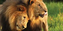 Madikwe Hills Game Lodge, Madikwe Game Reserve, South Africa
