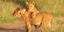 Madikwe Hills Game Lodge, Madikwe Game Reserve, South Africa