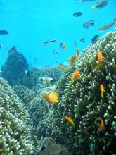 The world of coral reefs at Chumbe Island Coral Park, Zanzibar, Tanzania Â© Frida Lanshammar