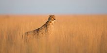 King Lewanika Camp