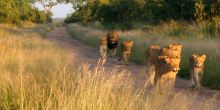 Tintswalo Safari Lodge, Manyaleti Game Reserve, South Africa