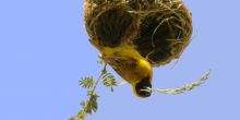Jozani Forest Reserve Tour