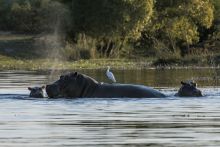 Hippo