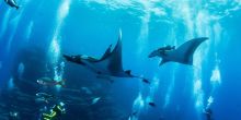 Tsara Komba Lodge - Snorkeling Image by National Geographic Lodges