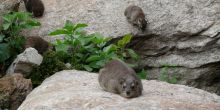 Wildlife 